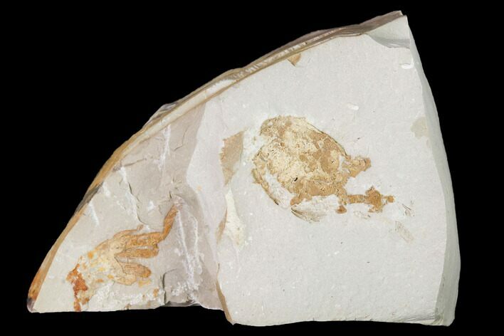 Two Miocene Pea Crab (Pinnixa) Fossils - California #141599